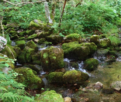 Camino de la Braa